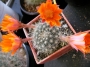 Ребуция (Rebutia flavissima)