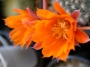 Ребуция (Rebutia flavissima)