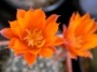Ребуция (Rebutia flavissima)