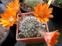 Ребуция (Rebutia flavissima)
