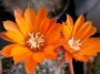 Ребуция (Rebutia flavissima)