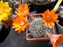 Ребуция (Rebutia flavissima)