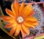Ребуция (Rebutia flavissima)