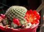 Ребуция (Rebutia)