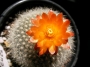 Ребуция (Rebutia)