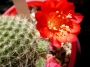 Ребуция (Rebutia)