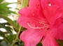Рододендрон, едроцветен, червен (Rhododendron)