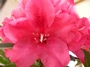 Рододендрон, едроцветен, червен (Rhododendron)