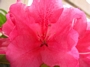 Рододендрон, едроцветен, червен (Rhododendron)