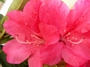Рододендрон, едроцветен, червен (Rhododendron)