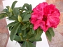 Рододендрон, едроцветен, червен (Rhododendron)