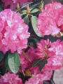 Рододендрон розов (Rhododendron Alpenrose)