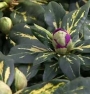 Рододендрон градински хибрид (Rhododendron Goldflimmer)