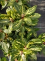 Рододендрон градински хибрид (Rhododendron Goldflimmer)