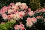 Рододендрон градински хибрид (Rhododendron Percy Wiseman)