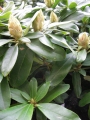 Рододендрон градински жълт (Rhododendron Elsie Straver)