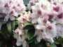Рододендрон градински (Rhododendron)