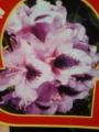 Рододендрон градински (Rhododendron)