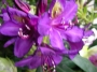 Рододендрон, лилав (Rhododendron Marcel Menard)