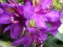Рододендрон, лилав (Rhododendron Marcel Menard)