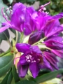 Рододендрон, лилав (Rhododendron Marcel Menard)