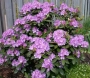 Рододендрон (Rhododendron)
