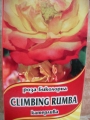 Роза катерлива биколорна облагородена (Rose Climbing Rumba)