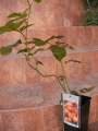 Роза (Rose Fireworks)