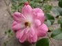 Роза, розова (Rose)