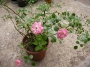 Роза, розова (Rose)