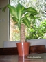 Драцена масангиана (Dracaena massangeana)