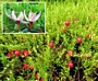 Червена американска боровинка (Vaccinium macrocarpon red star)