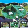 Сагитария латифолия (Sagittaria Latifolia)