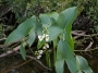 Сагитария латифолия (Sagittaria Latifolia)