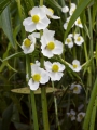 Сагитария латифолия (Sagittaria Latifolia)