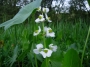 Сагитария латифолия (Sagittaria Latifolia)
