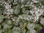 Саксифрага Каменоломка Обичник (Saxifraga stolonifera Strawberry Begonia)