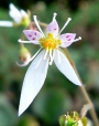 Саксифрага Каменоломка Обичник (Saxifraga stolonifera Strawberry Begonia)