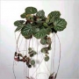 Саксифрага Каменоломка Обичник (Saxifraga stolonifera Strawberry Begonia)