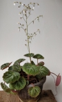 Саксифрага Каменоломка Обичник (Saxifraga stolonifera Strawberry Begonia)