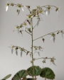 Саксифрага Каменоломка Обичник (Saxifraga stolonifera Strawberry Begonia)