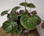Саксифрага Каменоломка Обичник (Saxifraga stolonifera Strawberry Begonia)