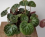 Саксифрага Каменоломка Обичник (Saxifraga stolonifera Strawberry Begonia)
