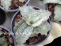 Сансевиера (Sansevieria Silver blue, Sanseviera Silver blue)