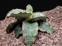 Сансевиера (Sansevieria Silver blue, Sanseviera Silver blue)