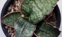 Сансевиера (Sansevieria Silver blue, Sanseviera Silver blue)