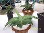 Сансевиера, Сансеверия (Sansevieria robusta)