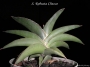 Сансевиера, Сансеверия (Sansevieria robusta)