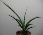 Сансевиера (SANSEVIERIA JAPONESA, Sanseviera)