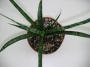 Сансевиера (SANSEVIERIA JAPONESA, Sanseviera)